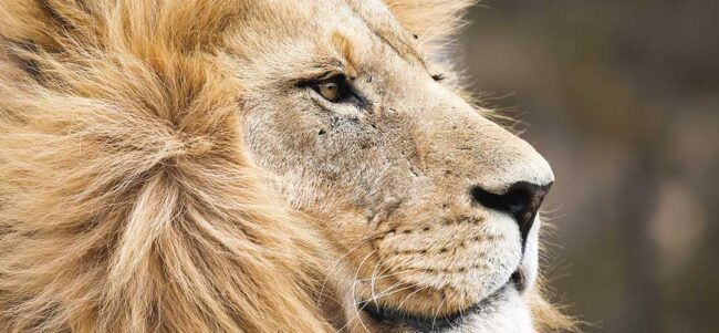 contmed-irpf22-header